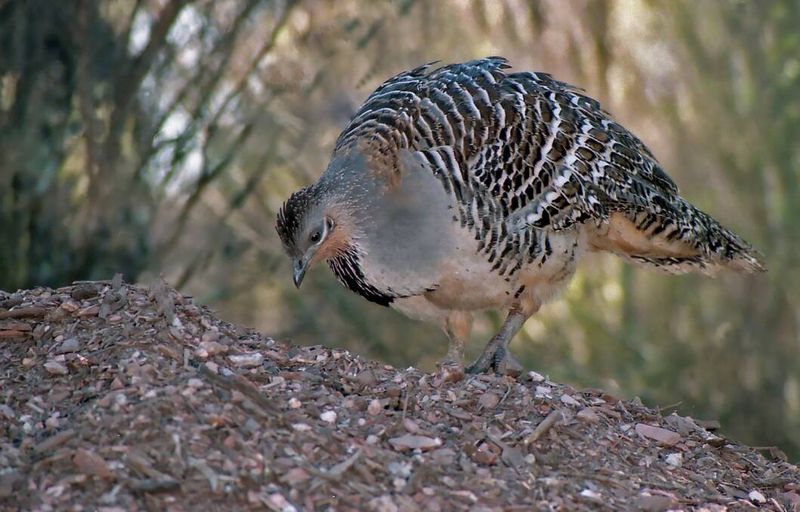 Mallee Fowl