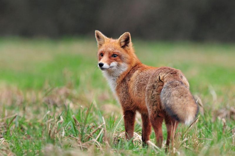 Rabid Fox Rampage In New York