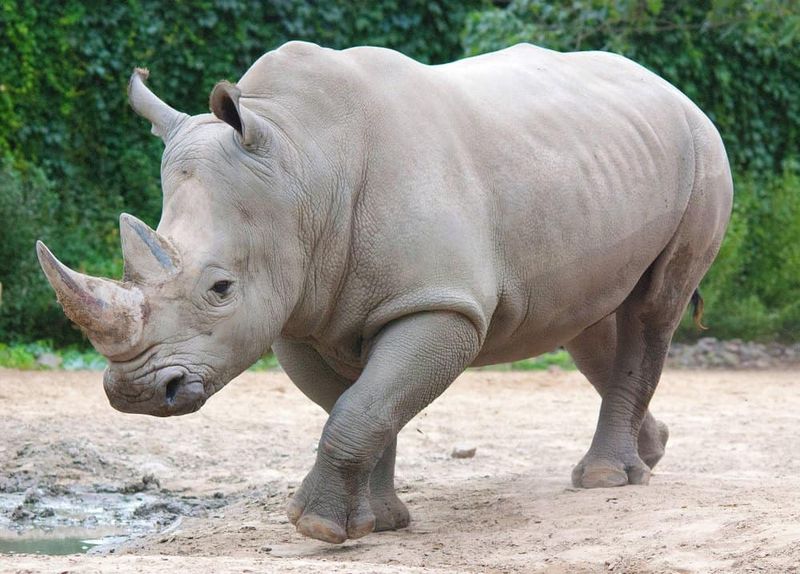 Rhinoceros