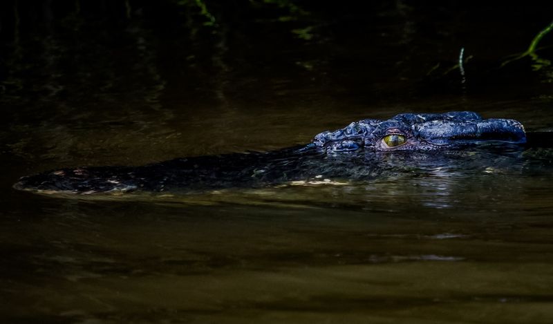 Daintree River's Hidden Dangers