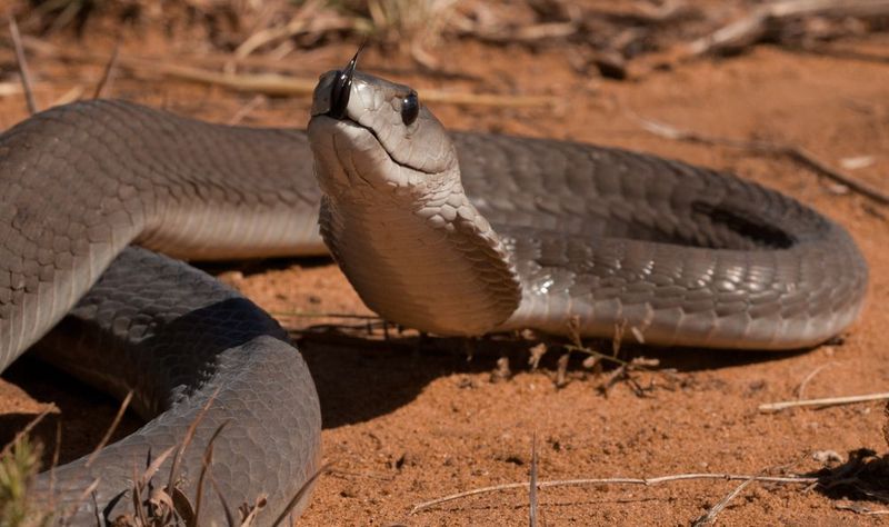 Black Mamba: Africa's Lightning Strike