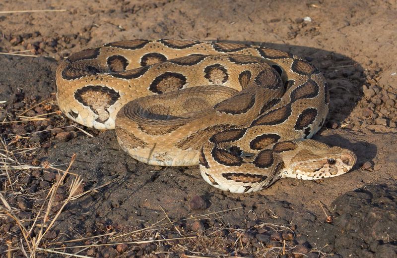 Russell's Viper: The Silent Assassin