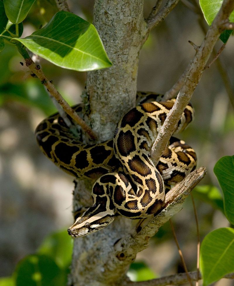 Burmese Python