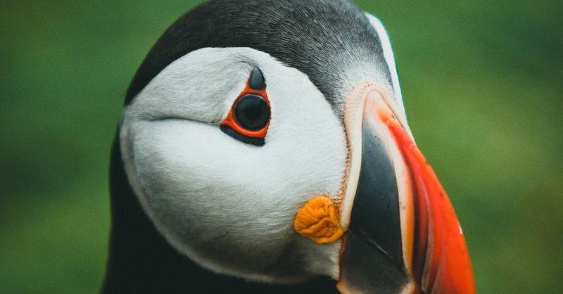 Atlantic Puffin's Perfect Eyeliner