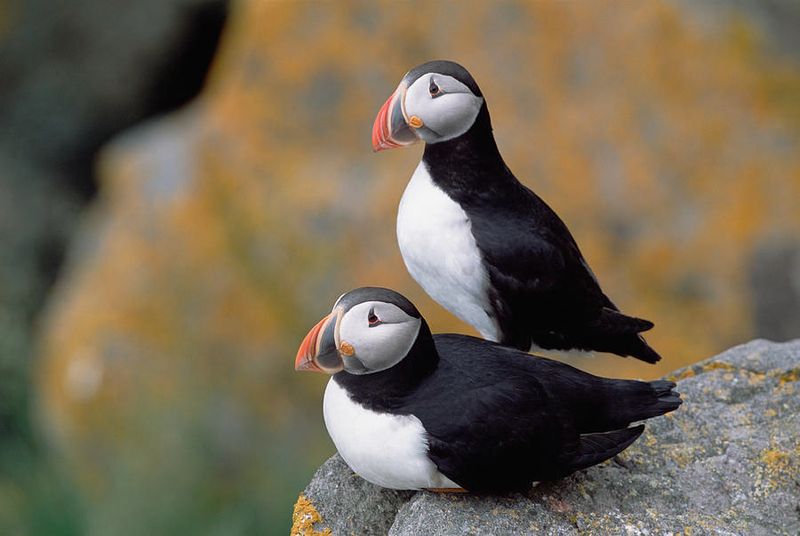 Atlantic Puffin