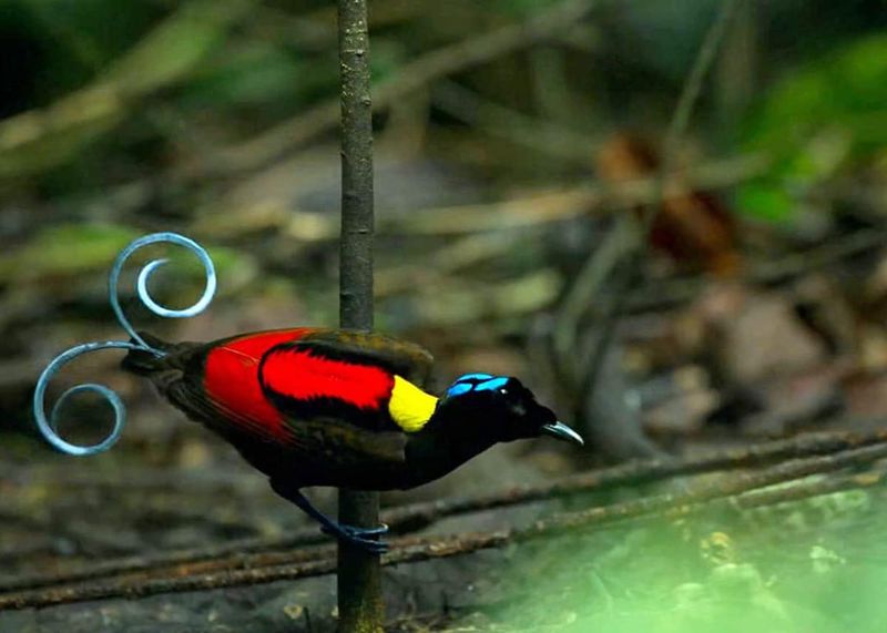 Wilson's Bird-of-Paradise