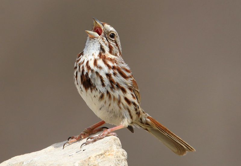 Song Sparrow
