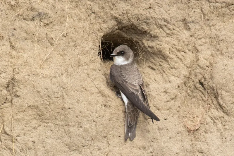 Bank Swallow