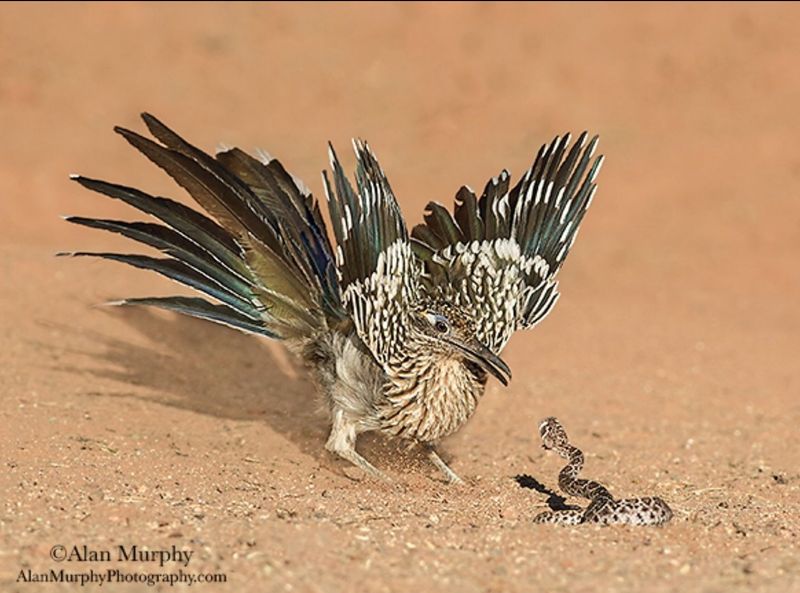 Roadrunners: Swift Snake Snatchers