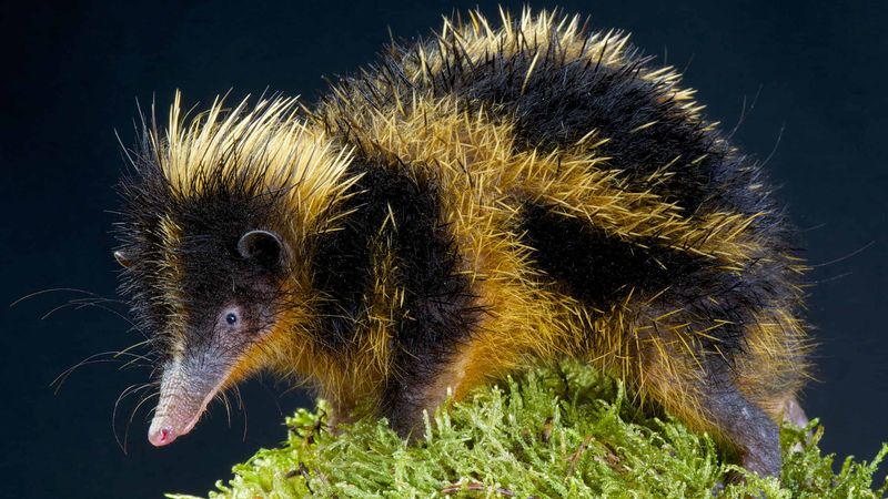 Tenrec: Spiky Night Explorer