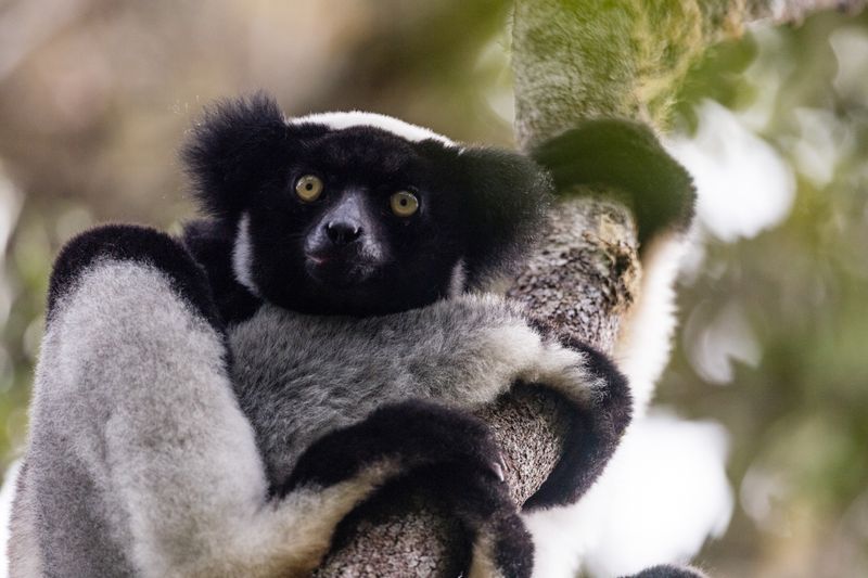 Indri: The Singing Forest Spirit