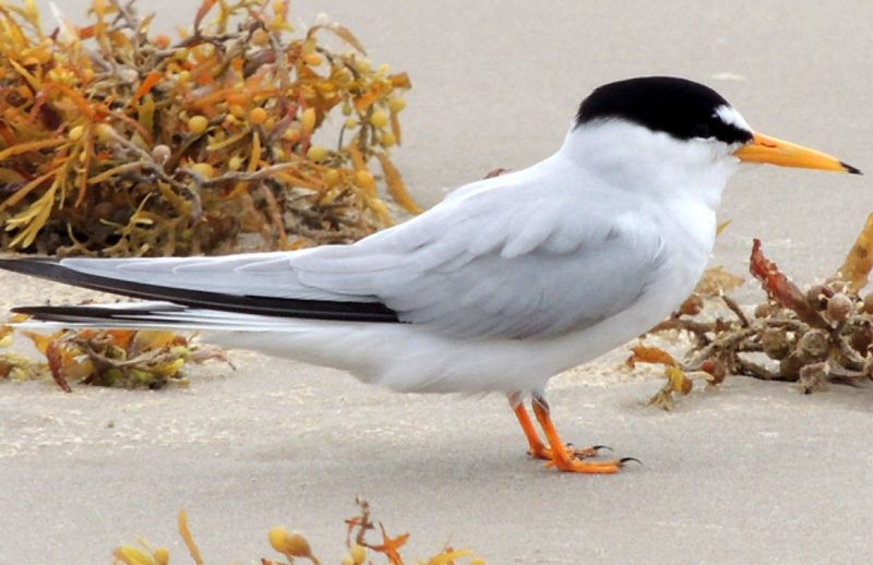 California Least Tern