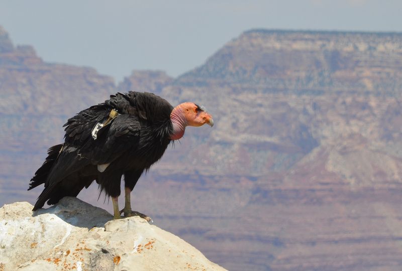 California Condor