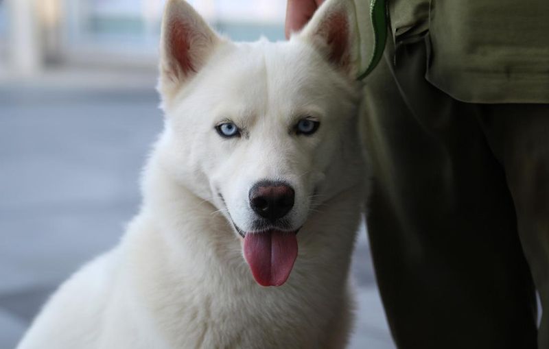 Kishu Ken