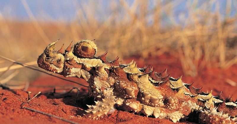 Thorny Devil (Australia)