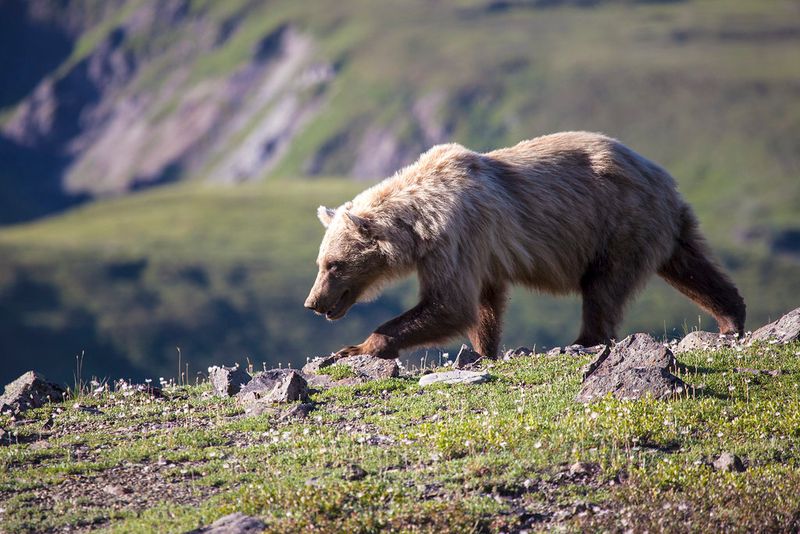 Denali National Park