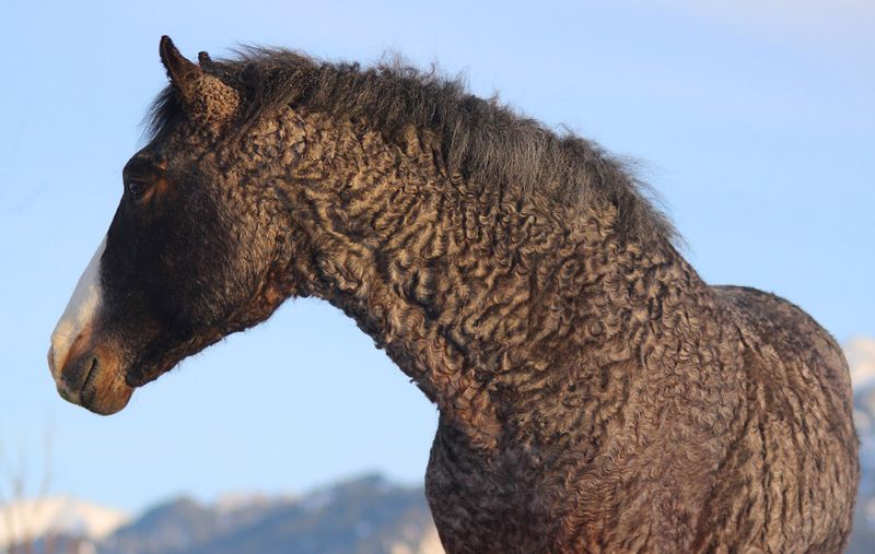Bashkir Curly