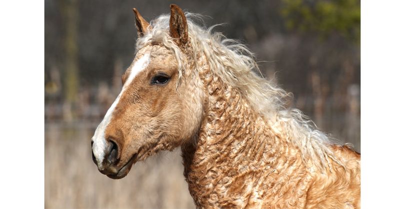 Bashkir Curly