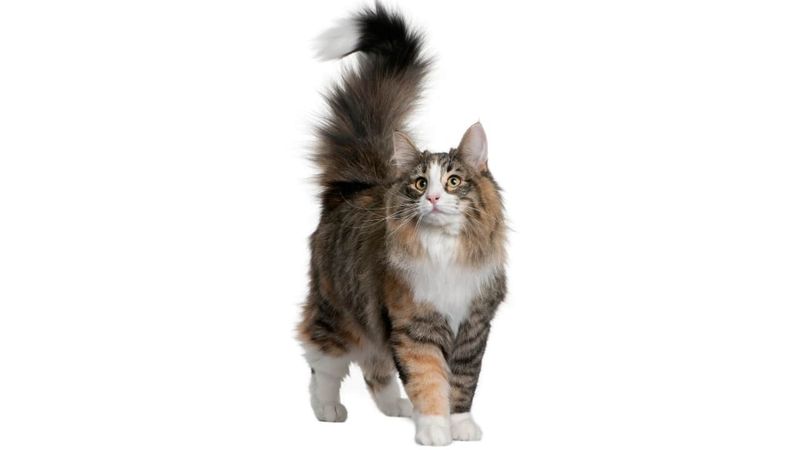 Tail Up
