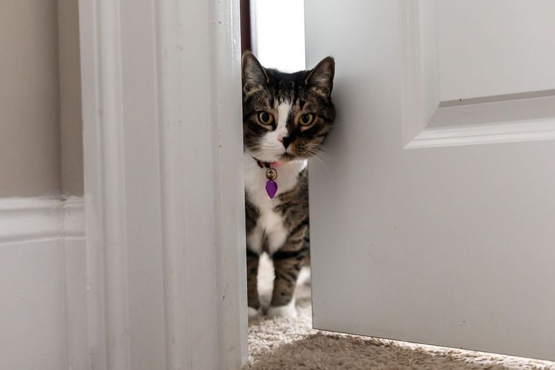 Following You To The Bathroom