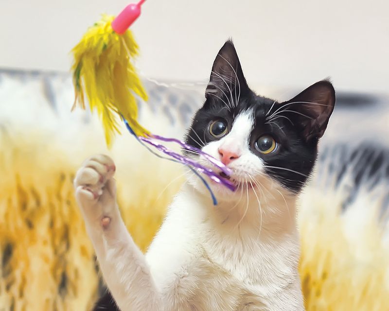 Playfulness