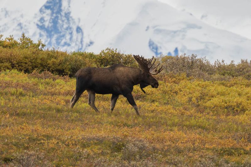 Wrangell-St. Elias National Park