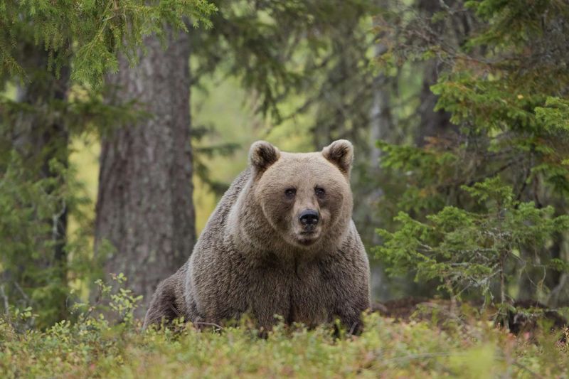 Never Run From A Bear