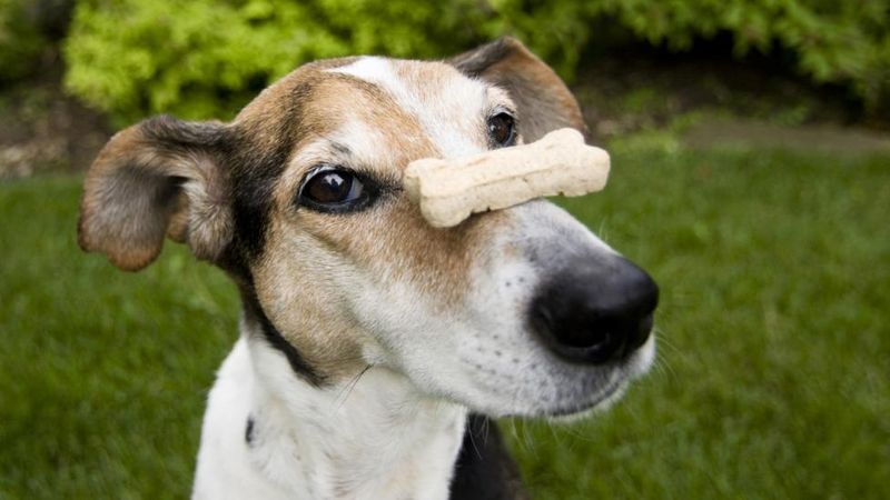 Have Treats Handy