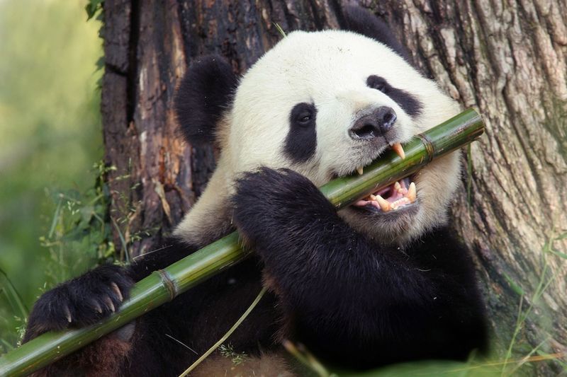Giant Panda – China's Bamboo-Loving National Treasure