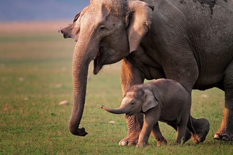 Elephant