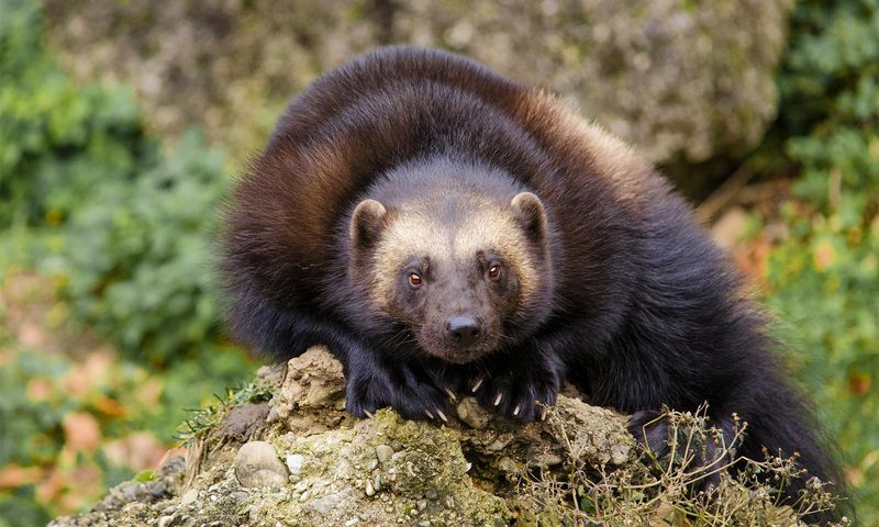 Wolverine