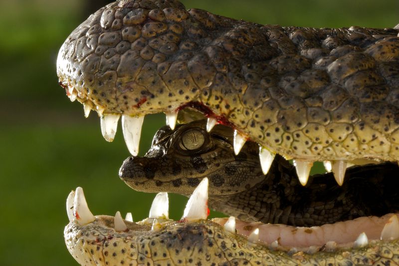 Crocodile's Mouth Taxi Service