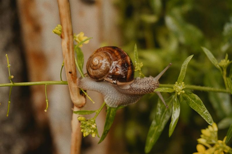 Garden Snail