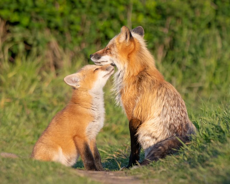 Red Fox