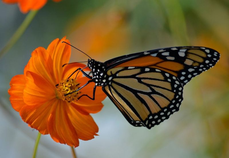 Monarch Butterfly