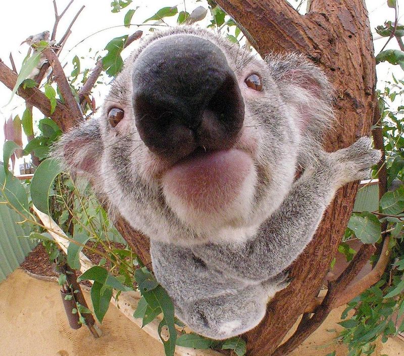 Koalas Have A Unique Nose