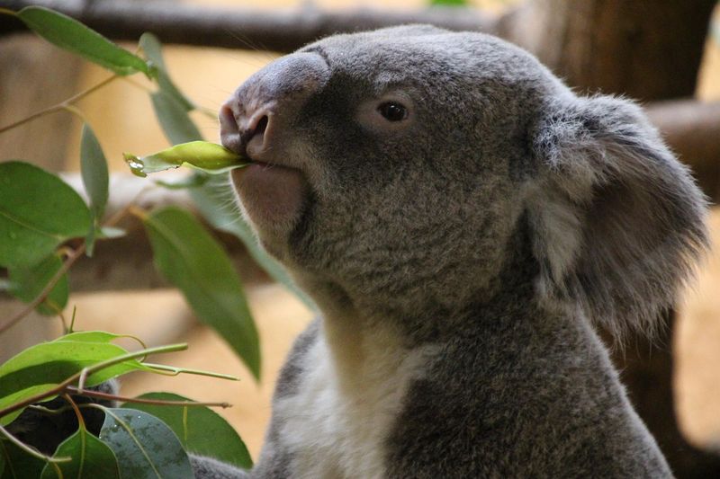 Koala's Low-Energy Diet