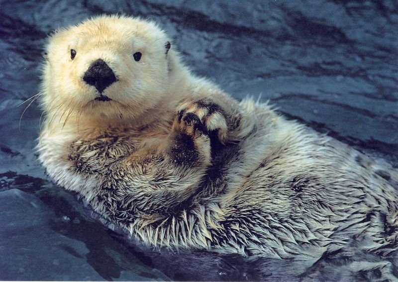 Sea Otters: Marine Fur Champions