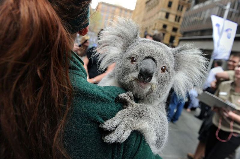 Koala Conservation