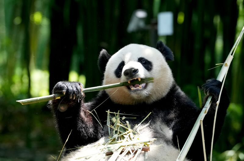 Panda Bear