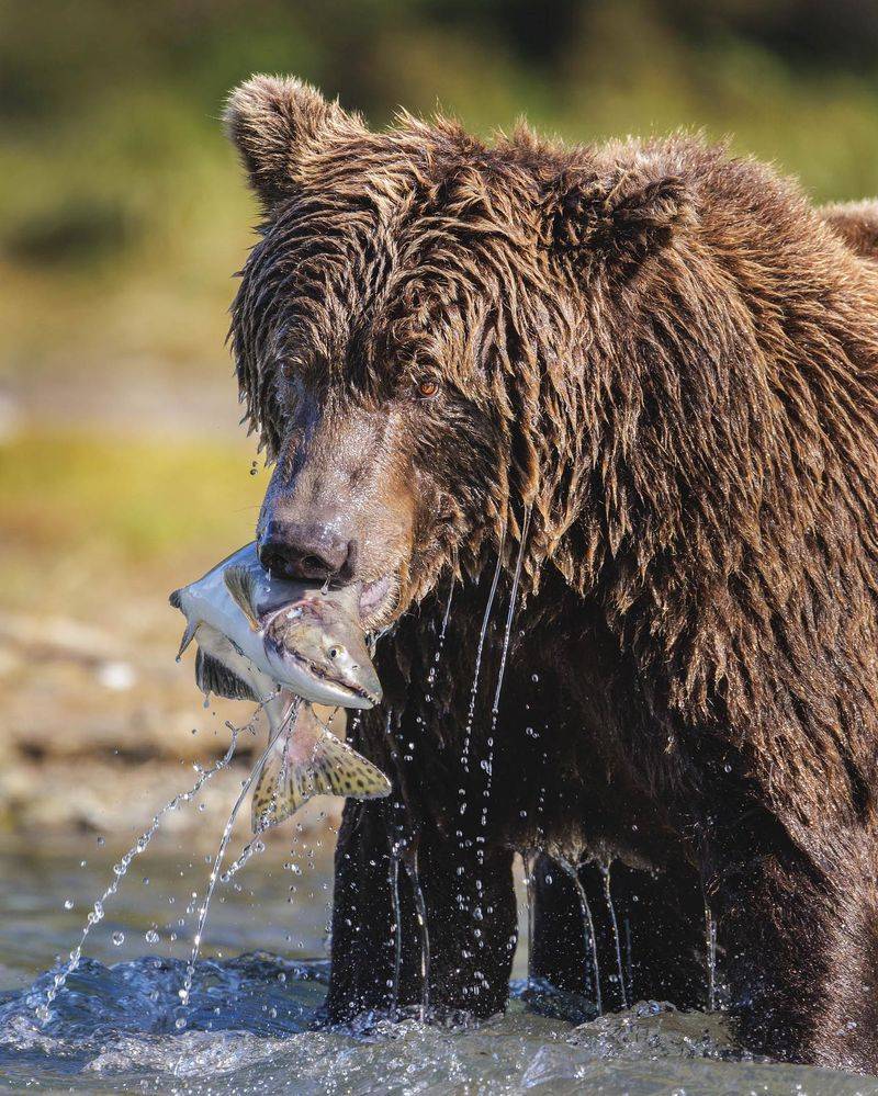 Alaska Peninsula Brown Bear (Ursus arctos gyas)