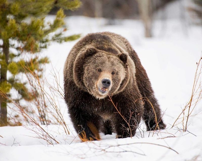 Grand Teton National Park, Wyoming