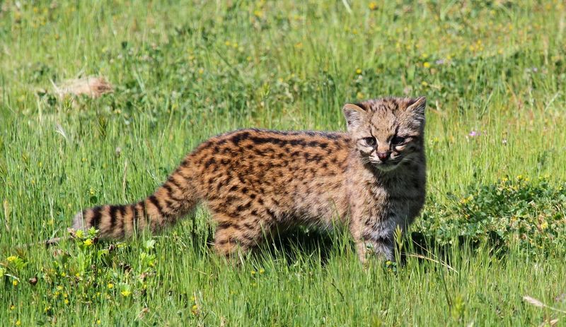 Kodkod (Leopardus guigna)