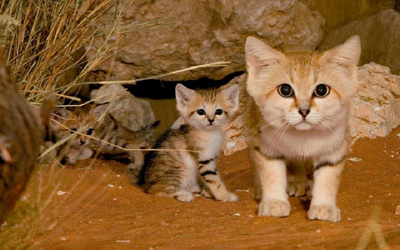 Sand Cat