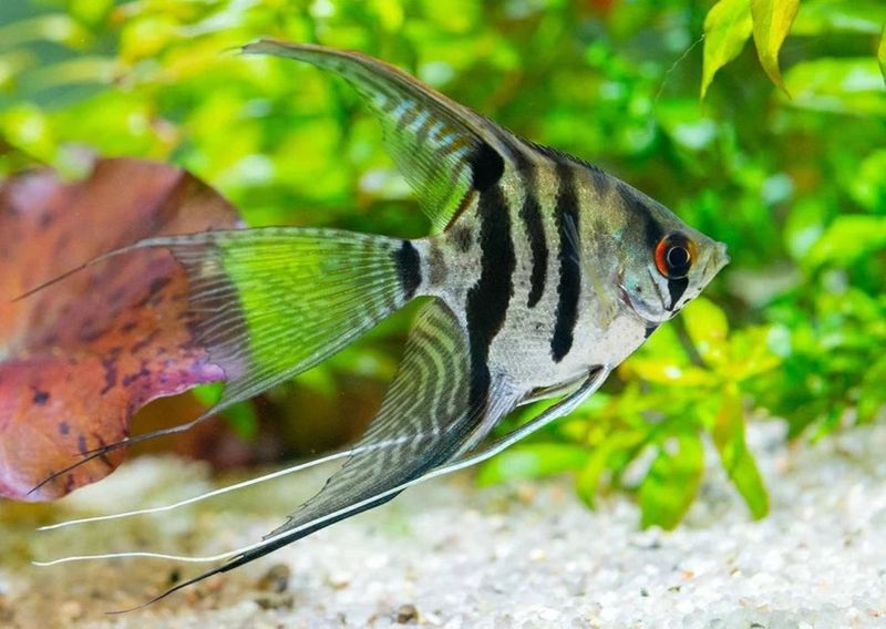 Angelfish – The Elegant Triangles