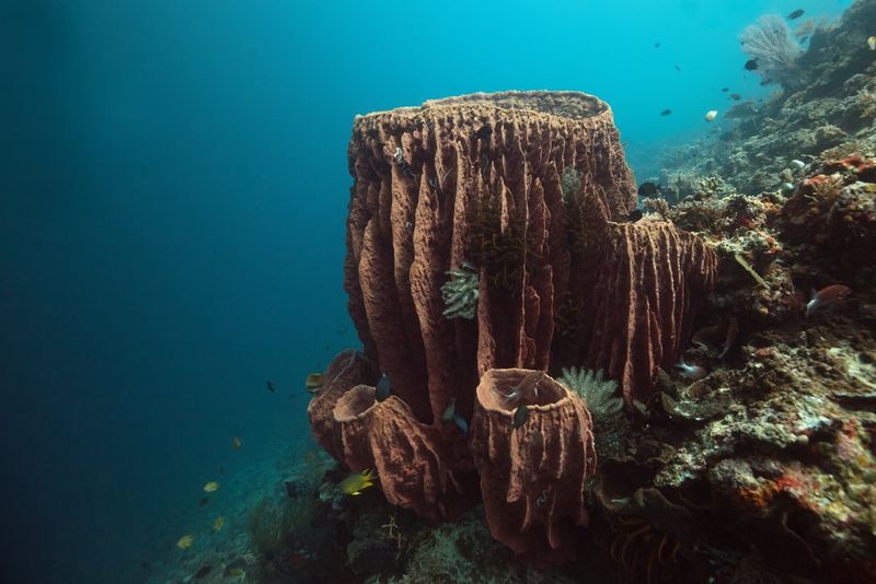 Giant Barrel Sponge: The Underwater Redwood