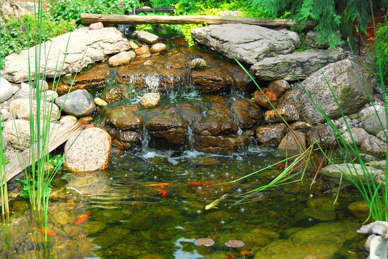 Common Goldfish - Budget-Friendly Beauties