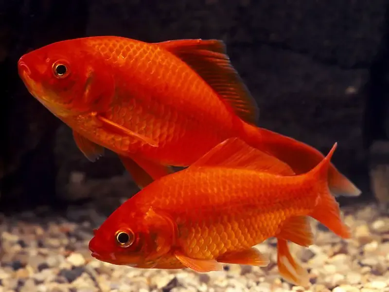 Common Goldfish: Reliable Classics