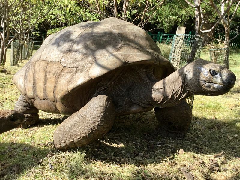 Galápagos Tortoise