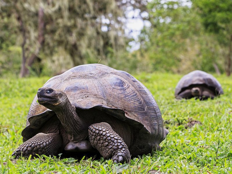 Galápagos Tortoise